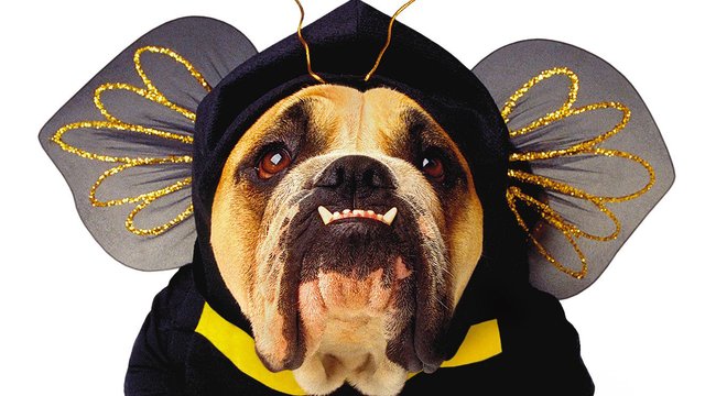 Tennessee Inspired Dog Names Tennessee Inspired Dog Names