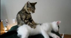 Cat massage