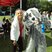 23. Bath Cats & Dogs Home Big Family Fun Day 25