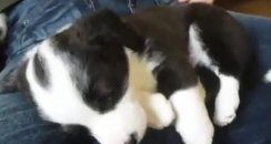 Puppy1