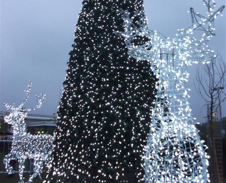 Harlow Christmas Lights