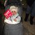 15. Harlow Fireworks 15