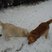22. Karens dogs in Royston