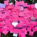 66. Race for Life in Welwyn Post Race Part One 