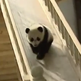 Cute pandas playing on the slide