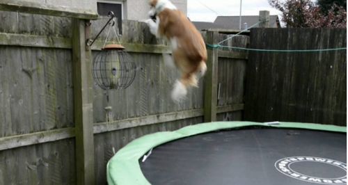 Dog On Trampoline Video