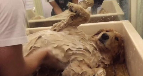 labrador dog bath