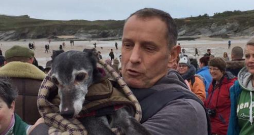 Whippet the dog