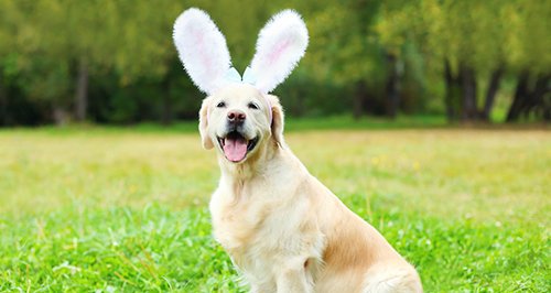 easter dog