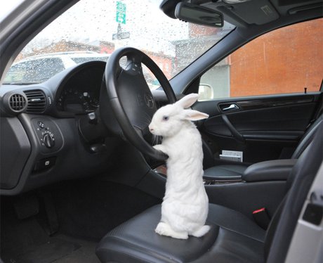 Image result for bunny on in a car