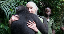 A Chimpanzee Hugs Dr Jane Goodall After Being Cared For - Video - News ...